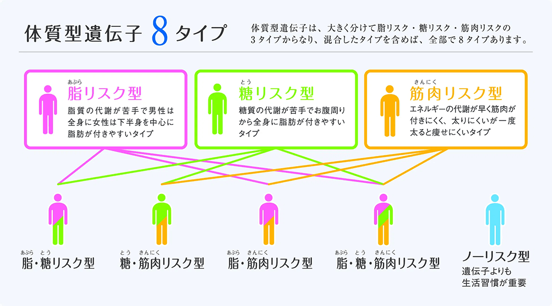 体質型遺伝子８タイプ